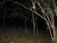 Chicago Ghost Hunters Group investigates Robinson Woods (126).JPG